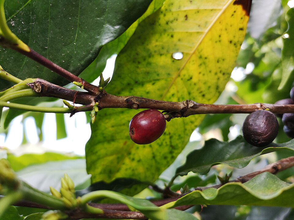 A red coffee cherry attached to a branch, beside a darker dried fruit.