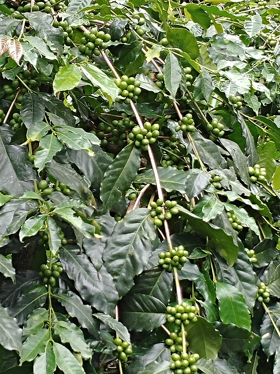 Coffee branches with green coffee cherries and glossy leaves.