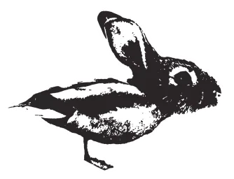 Duck Rabbit logo