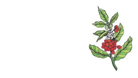 EDN Ethiopian Coffee / Smallholder Farmers logo